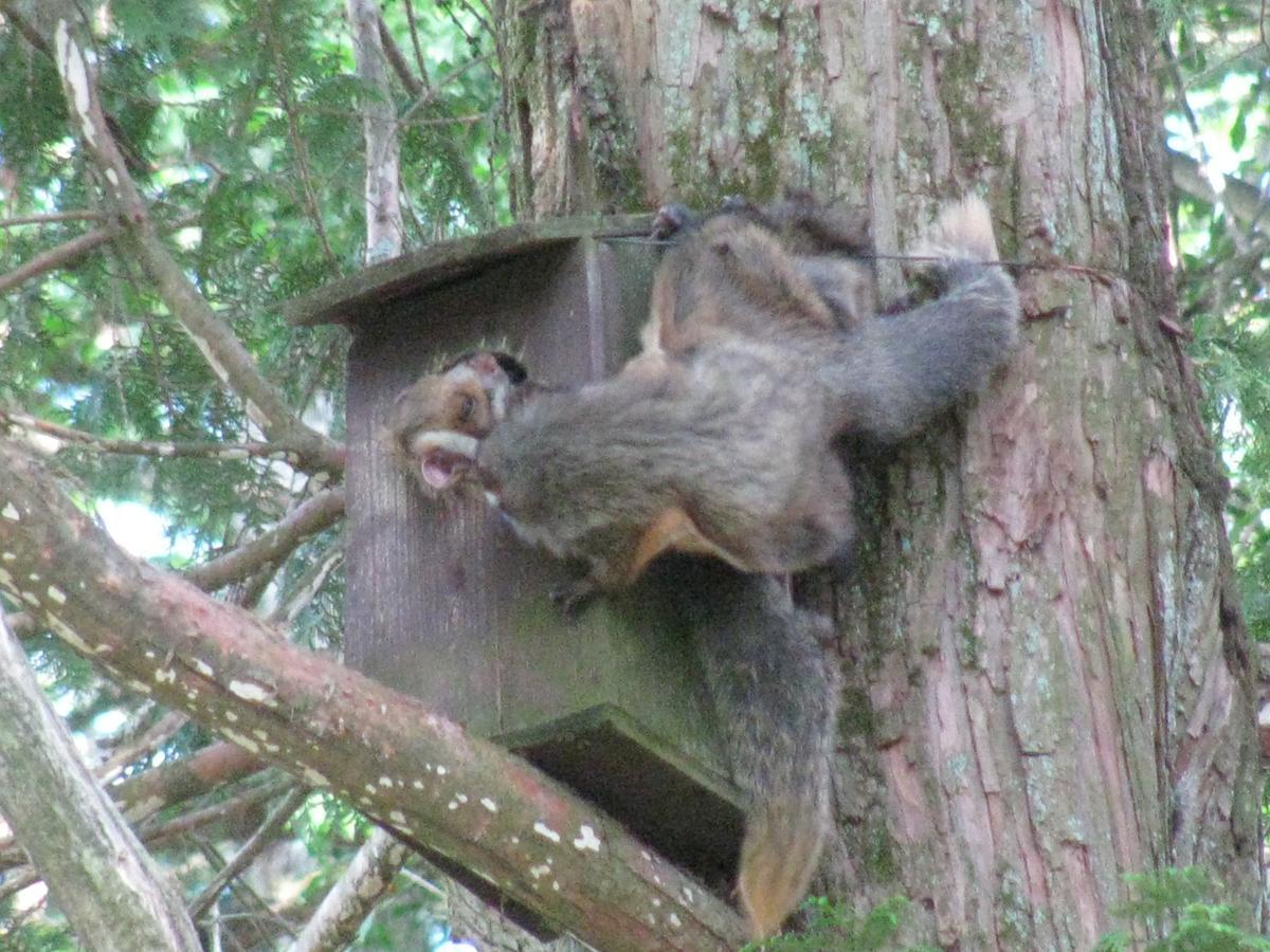 La Forest De Nome Karuizawa Villa Екстериор снимка